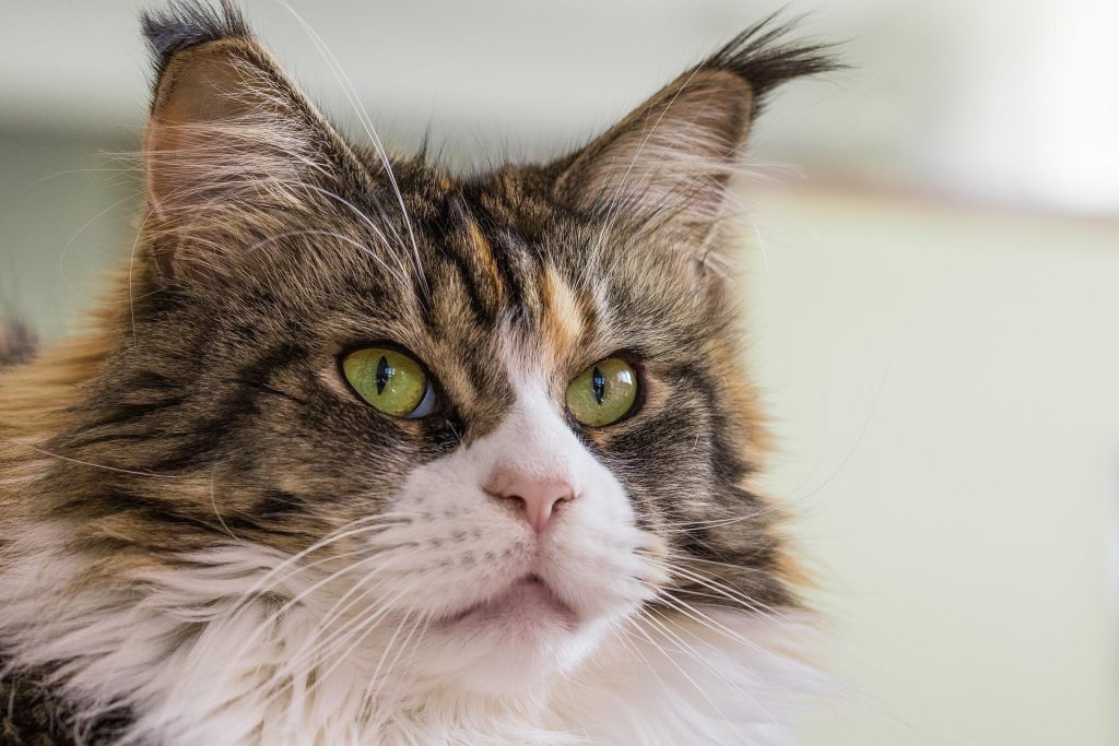 closeup-of-a-maine-coons-face