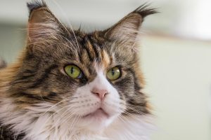 closeup-of-a-maine-coons-face