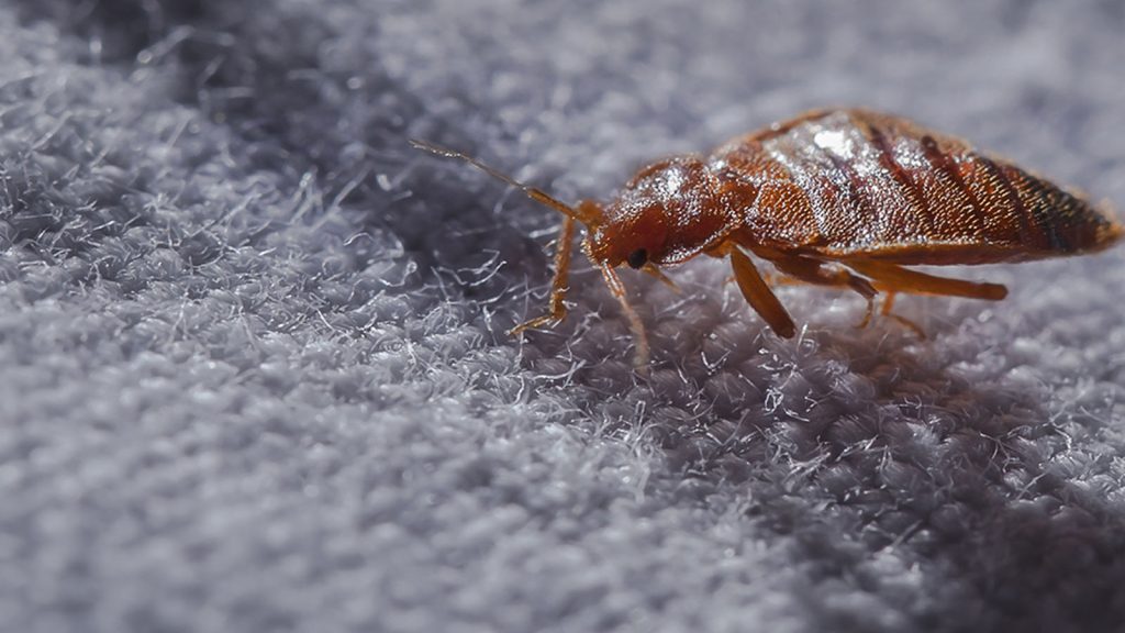 bed-bug-doctor-bg-13