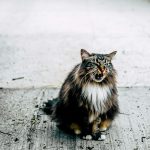 Maine Coon Kittens for Sale California – Gentle Giants of the Cat World